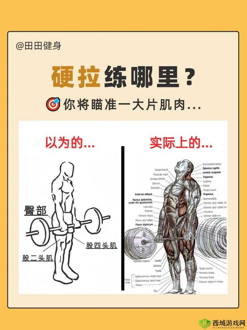 越野猛禽硬汉肌肉究竟如何练就?探索其背后的秘密与关键要素