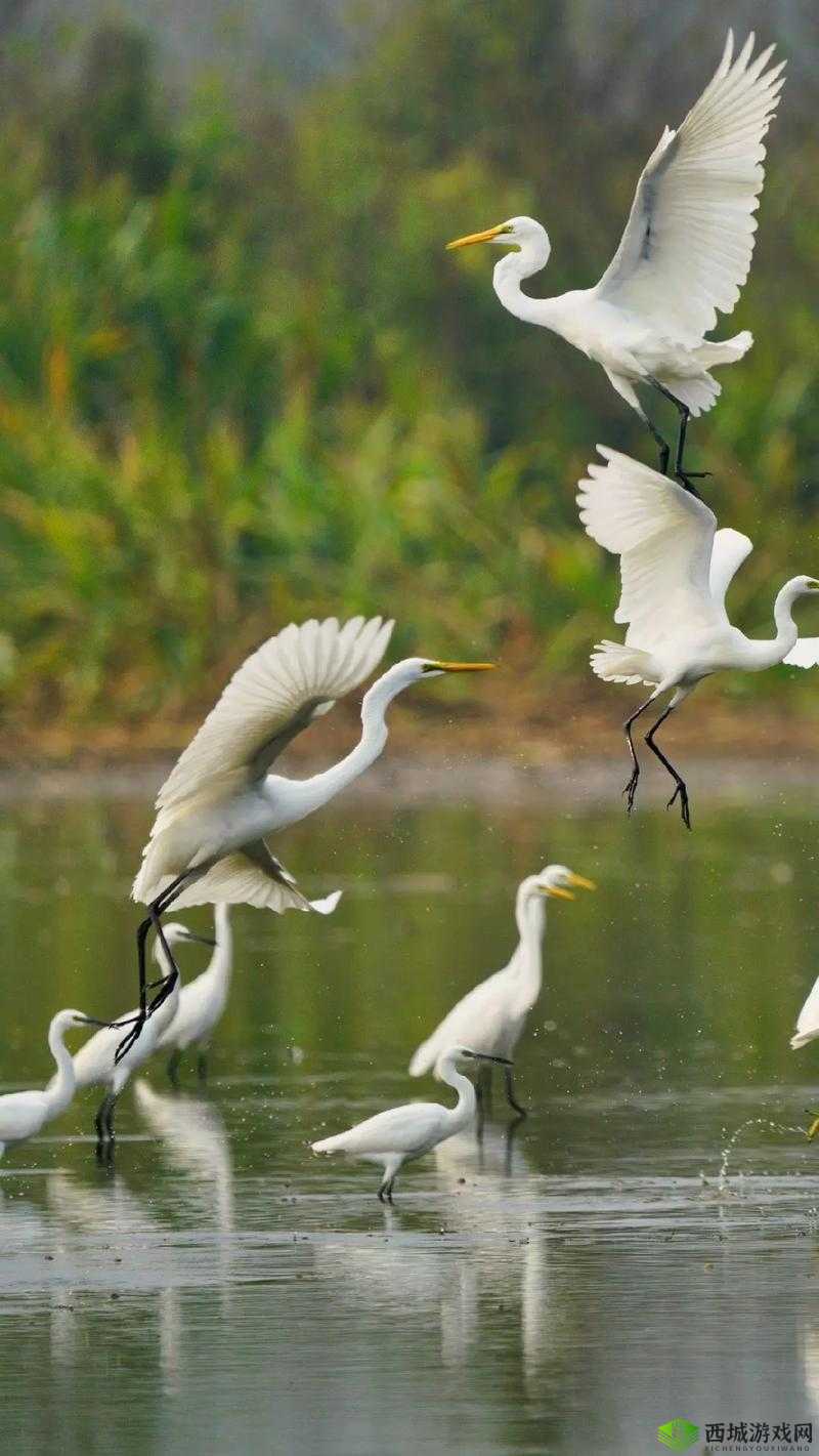 国产超清自在线拍:高清画质与便捷拍摄的完美结合,随时随地记录精彩瞬间