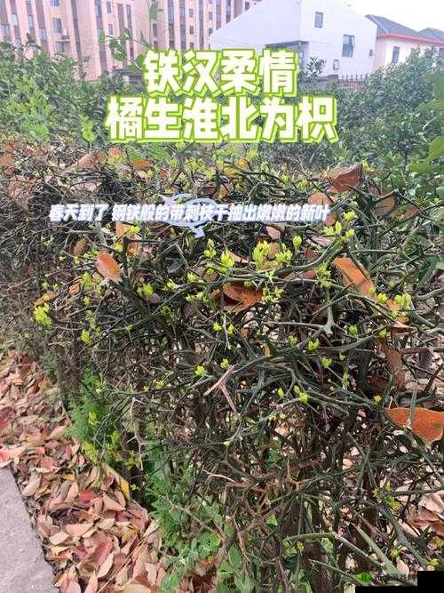 如何免费观看枳积桶积枳的视频资源?这里有大全在线看