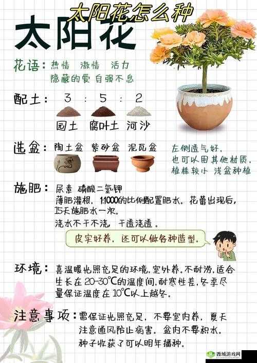 悠长假期向日葵怎么种,种植方法详细介绍