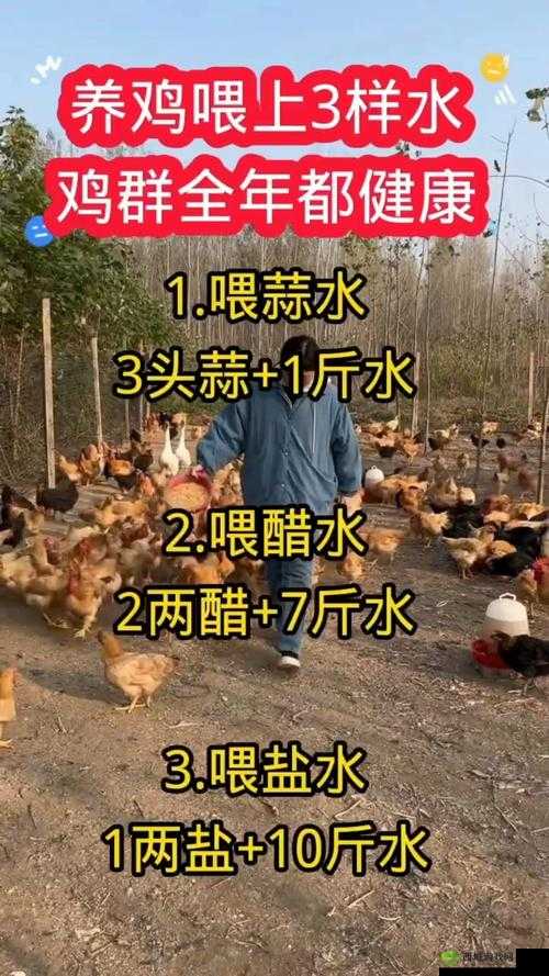 悠长假期养鸡怎么样？养鸡收益分析一览