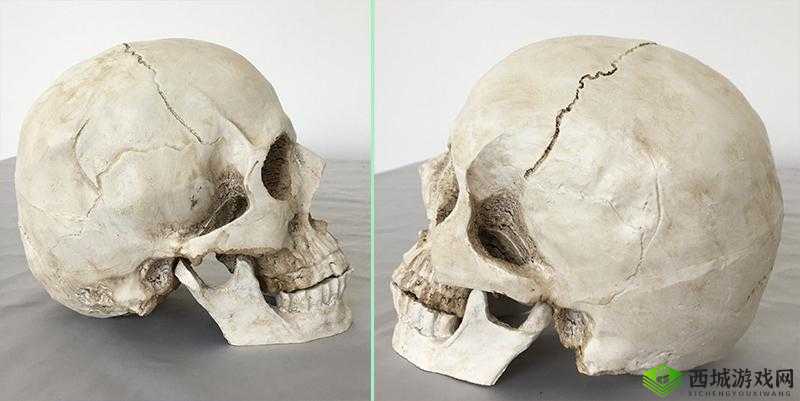你是否想过自己的头颅骨长什么样?想知道头颅骨的结构和功能吗?现在,让我们一起通过人体头颅骨模型来探索一下吧