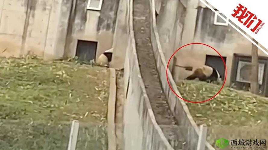 熊猫永不为奴再见饲养员第13关攻略，底层逻辑与操作映射全解析