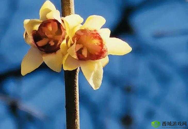 天涯pro官方色板大揭秘：如何利用这些色彩打造独特视觉体验？