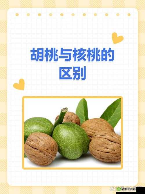 胡桃和核桃的区别图片解析:如何一眼识别这两种坚果的外观和特征