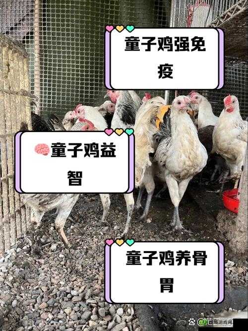 小马拉车妈妈吃童子鸡真的会得白血病吗？这其中有何关联？