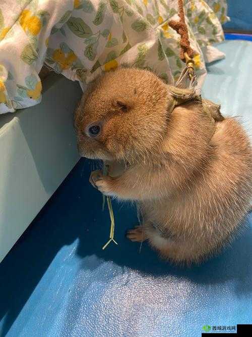 小森生活土拨鼠在哪？土拨鼠具体位置分布介绍