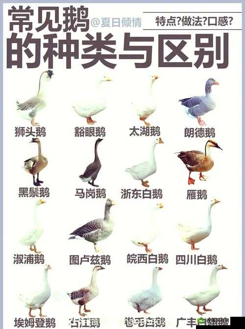 希望之村家鹅怎么得?家鹅养殖攻略及未来玩法革命预测
