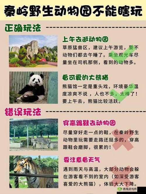 我是熊孩子动物流怎么玩？动物路线卡组推荐玩法深度解析