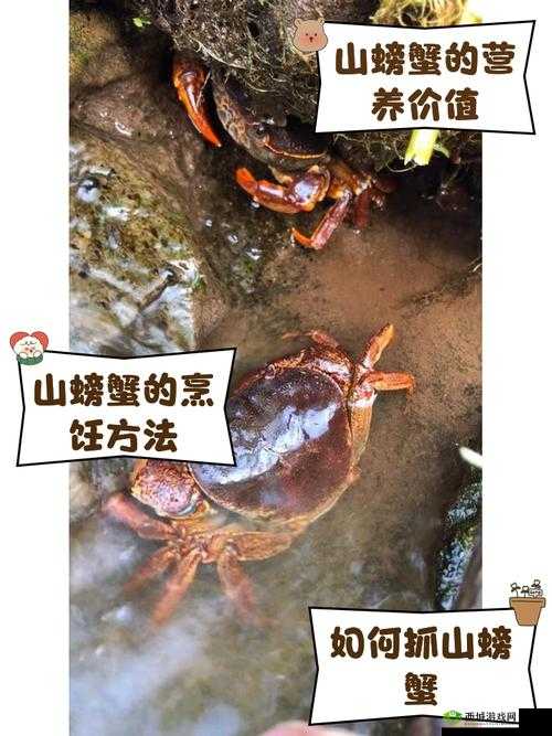 山海镜花小蟹技能属性图鉴，N卡小蟹厉害吗？