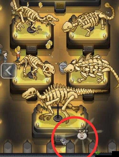 我的化石博物馆升级秘籍，解锁快速升级新篇章
