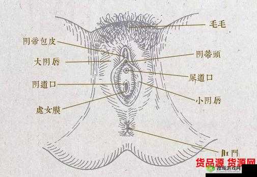 怎么揉小豆水最多专业教学：揉豆技巧全解析