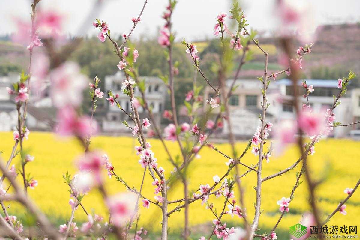 旅游换伴交流故事我是方便面：一段别样的旅程