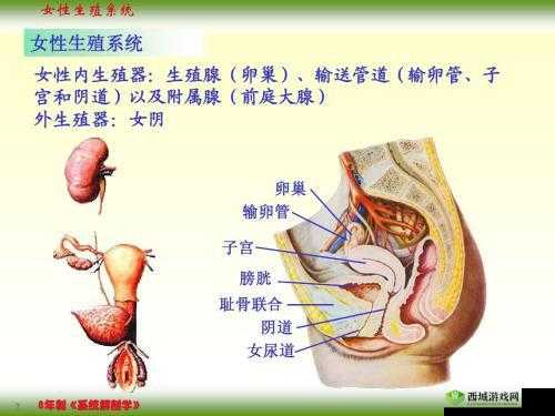 女人ASS人体下部 PIC：探索女性身体的奥秘