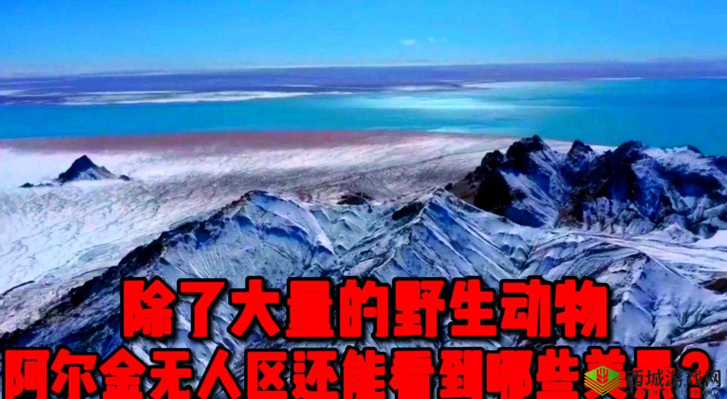 国产无人区一卡 2 卡三卡 4 卡仙：探索神秘无人区的奇幻之旅