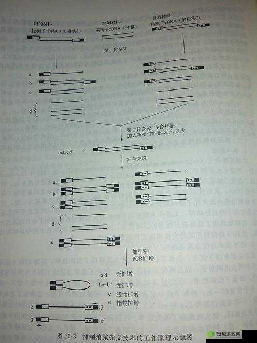 RNA 与 cDNA 杂交技术的原理与应用探讨