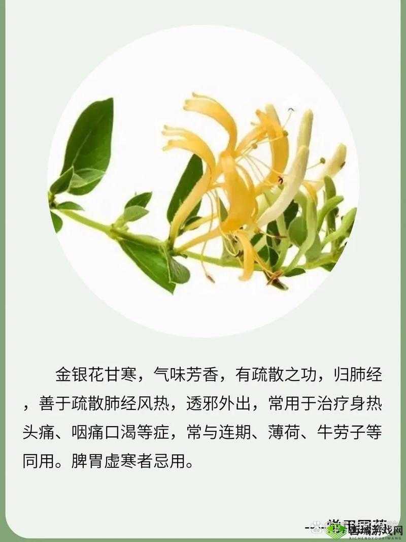 双管齐下金银花：独特功效与品质的双重展现