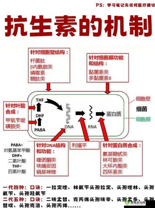 药效 1V2H ：深入探究其作用机制与临床应用表现