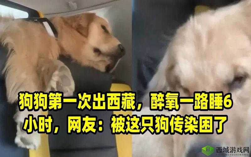 一人一狗被困电梯 6 小时：他们是如何度过的