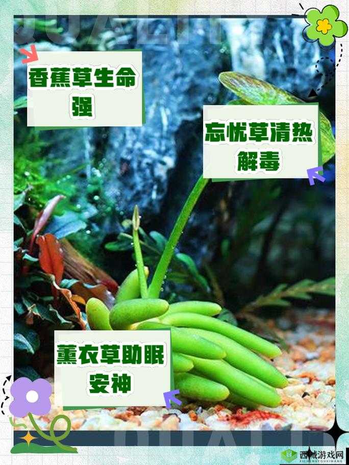 香蕉和忘忧草有什么区别？带你了解二者的不同之处