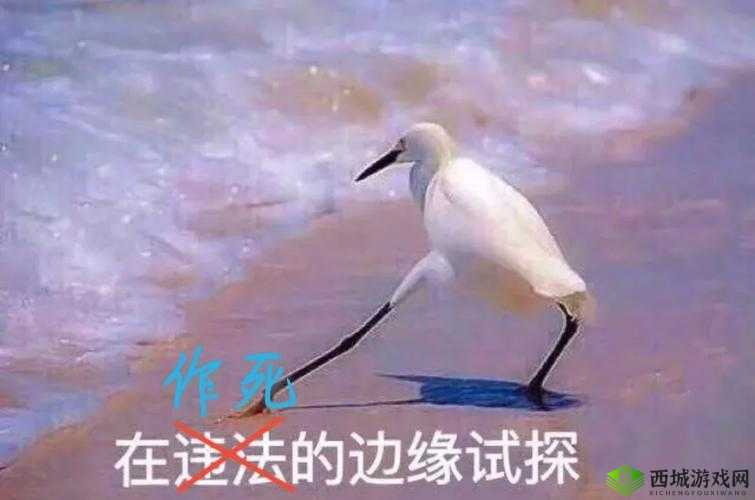 混乱家庭派对：道德与伦理的边缘试探