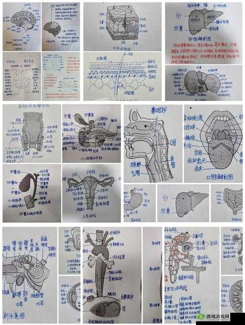 探索人体解剖标本的奥秘：从结构到功能的全面解析与科学应用